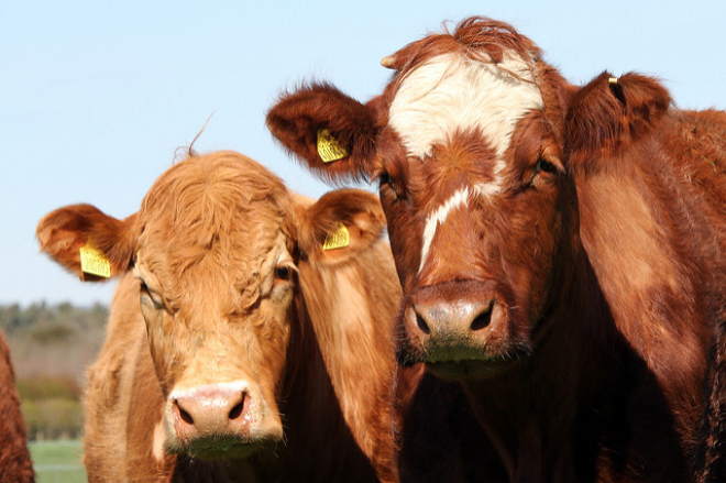 cows in field