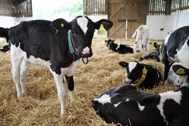 Holstein-Friesian calves in barn. Langhill Dairy Farm. 