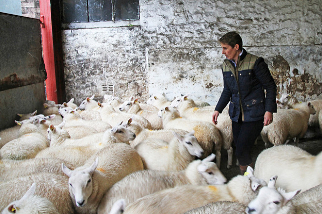 Farmer in shed with sheep