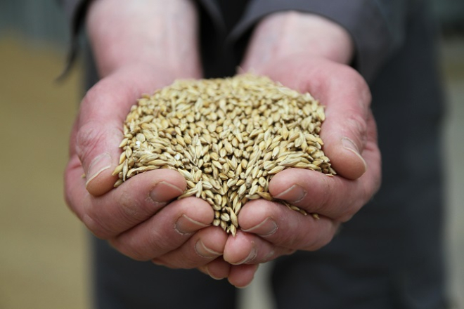 hands holding grain