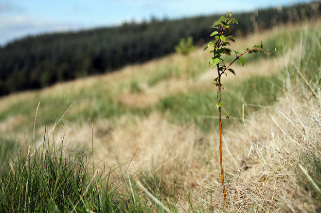 young tree