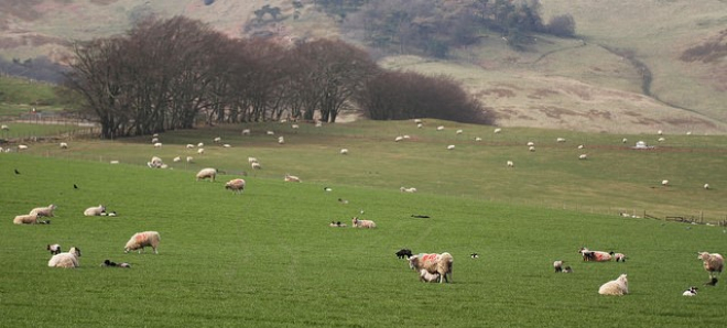 Sheep in field