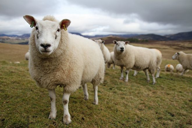 Sheep in field