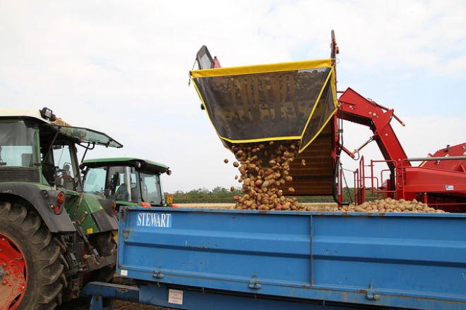 potatoes being emptied into trailer attached to tractor