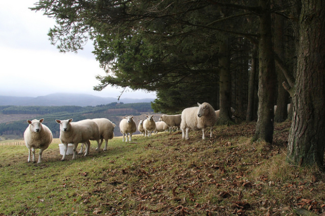 Sheep beside forest