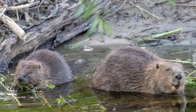 Two Beavers in River - pic by Elliot McCandless