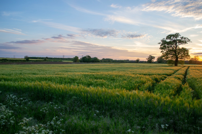 Grass field at sunset. Credit. Simon Godfrey, Unsplash