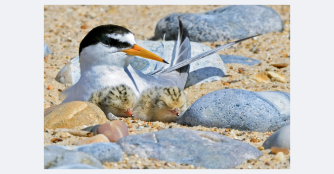 Little Tern and Chicks 