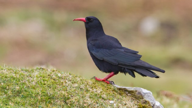 Red Billed Chough - NatureScot