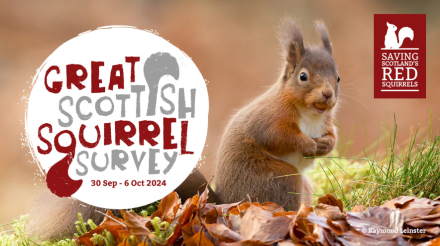 The Great Scottish Squirrel Survey is returning this Autumn 30 Sept - 6 October