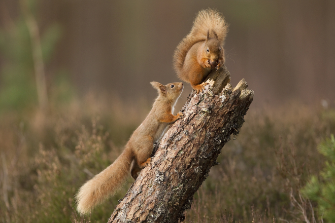 Red Squirrels