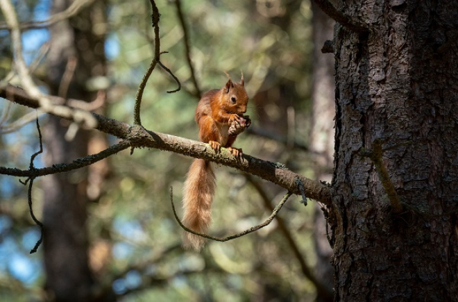 Red squirrel eating copyright Chris Aldridge