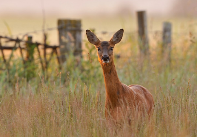 Deer in field 