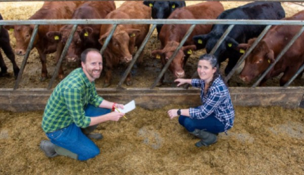 Cattle and two people