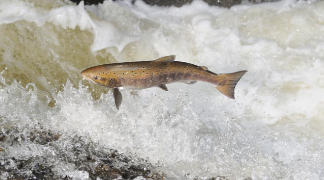 Salmon_D7993  Photo credit:NatureScot