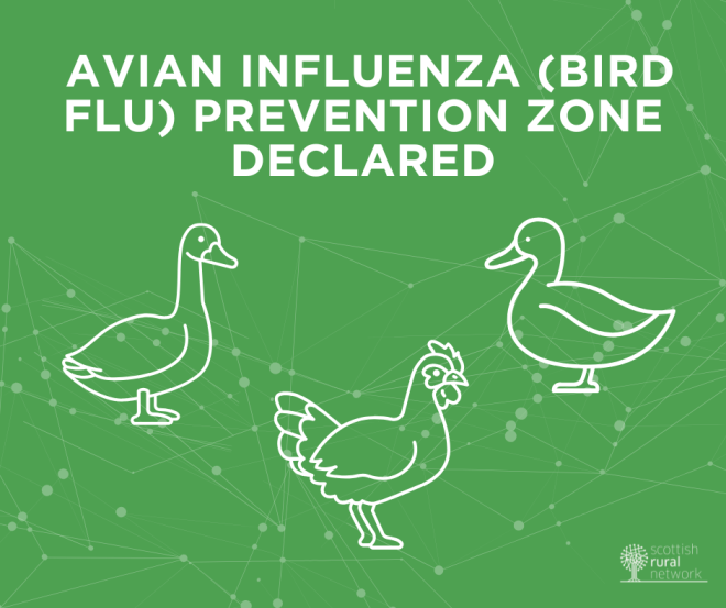 Avian influenza (bird flu) outbreak declared graohic