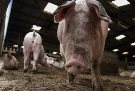 Scot Gov Rural - image of indoor pig unit