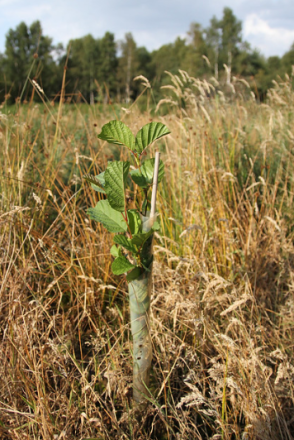 Young tree in protective sleeve at Callander Estate urban woodland in Denny, Scotland. Photographer - Matt Cartney. Crown Copyright.