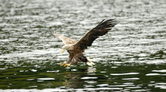 Sea Eagle 