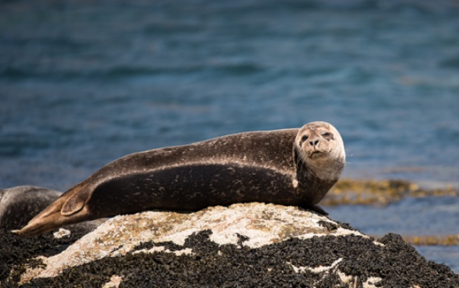 Seal by Staffa By Ramon Vloon on Unsplash