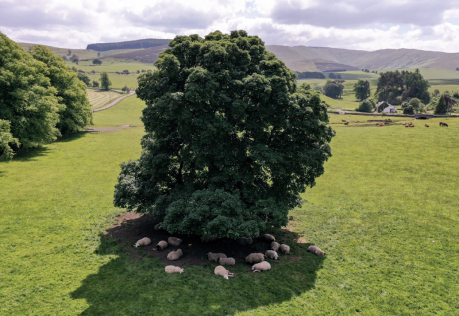 aerial picture of sheep rest under tree in shade