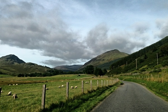 Sheep and hill view