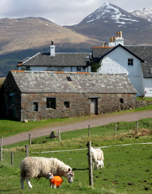 Sheep grazing with farm buildings in background