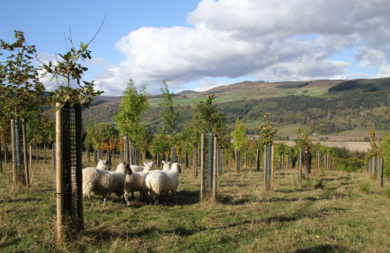 New plantation - Sheep in trees 