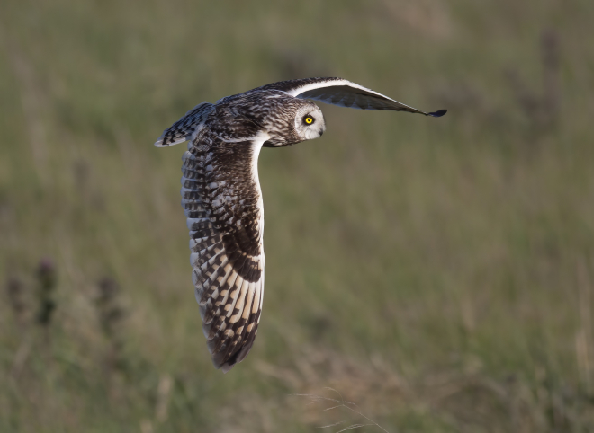 Short-eared owl in flight