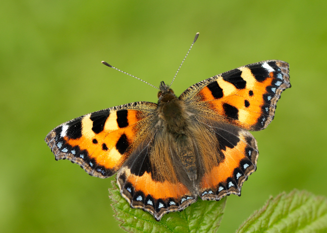 Small tortoiseshell