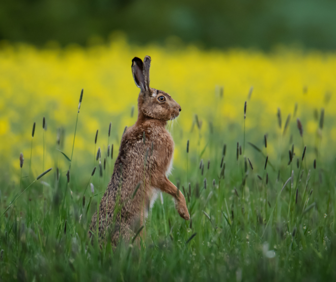 brown hare in rape seed field