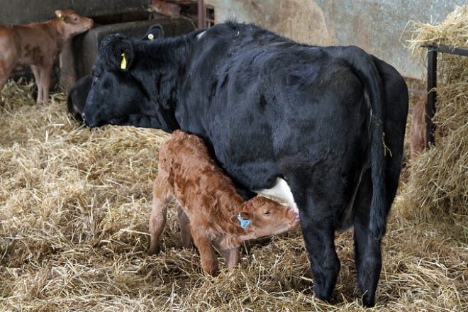 Suckler Calf