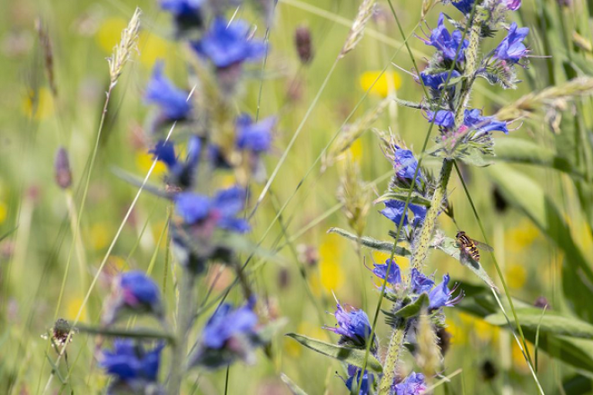  Tiger Hoverfly Helophilus pendulus on Vipers Bugloss © Claire Pumfrey