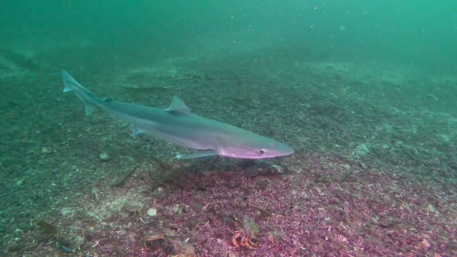 Tope shark - credit Orkney Skate Trust