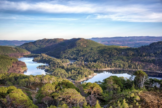 Glen Affric trees