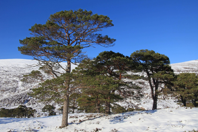 CaledonianPineTrees