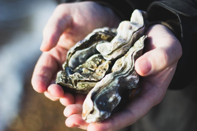 hands holding oysters