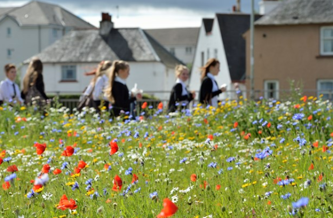 Wildflower meadow in Perth © Lorne Gill/SNH