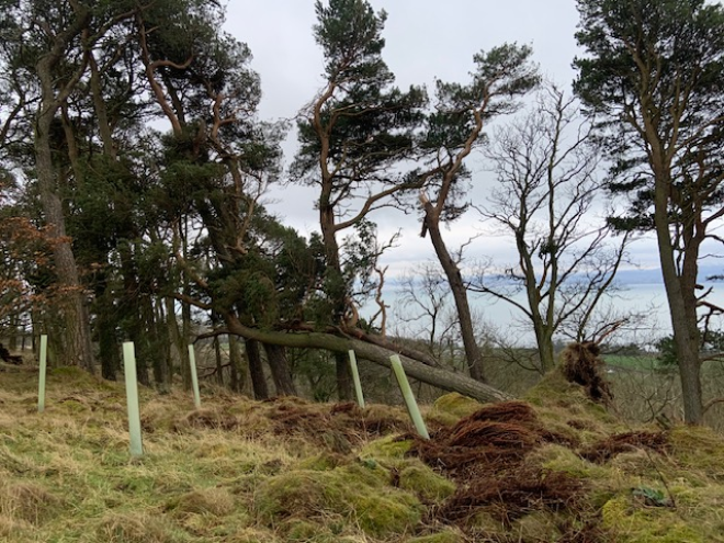 Windblown Pine - Storm Eowyn - Image R Low 