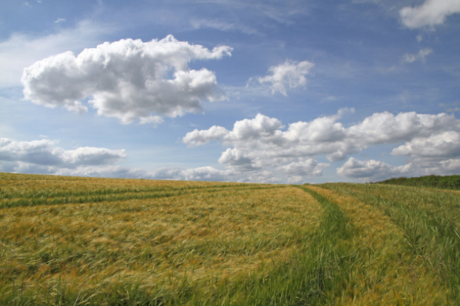 winter barley with blue sky and clouds