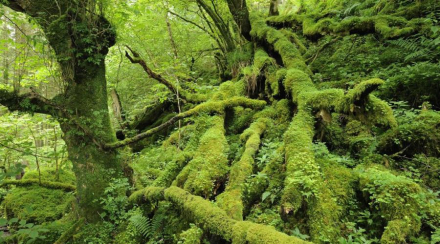 Moss covered tree roots