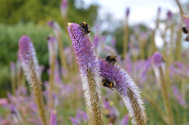 Bees on flowers