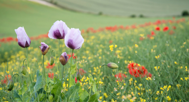 wild flowers