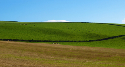 Field with blue sky above