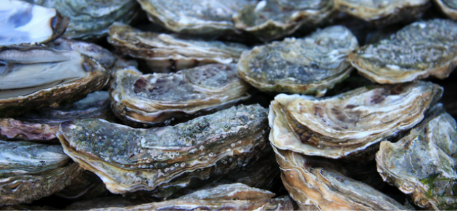 oysters 