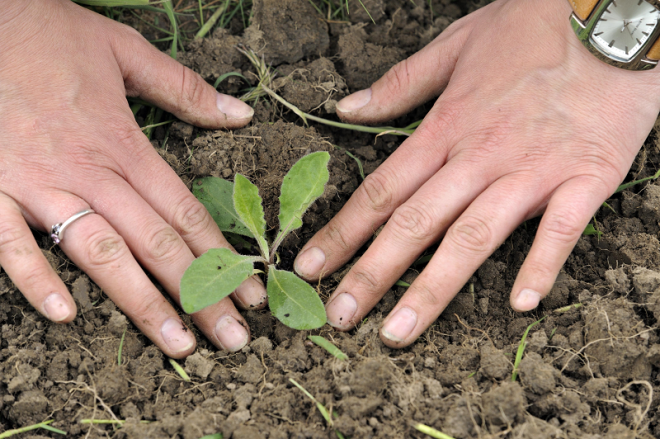 Conservation volunteer plants wild flower ©Lorne Gill_NatureScot