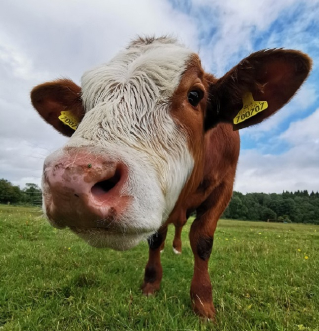 cow