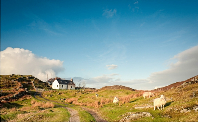 croft house with sheep