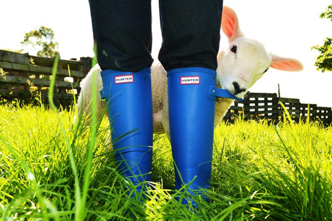 Blue wellies being nibbled by a lamb