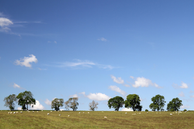 Field with sheep